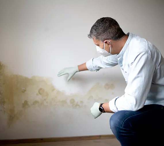 Mold Removal Service in Maple Valley, WA